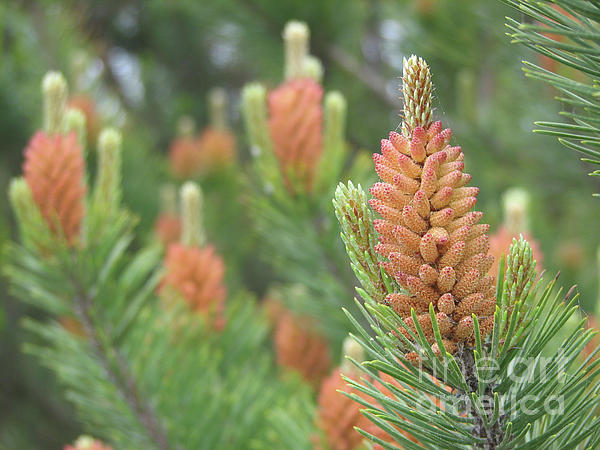 Pine Flowers by Rich Collins Pine Flowers by Rich Collins